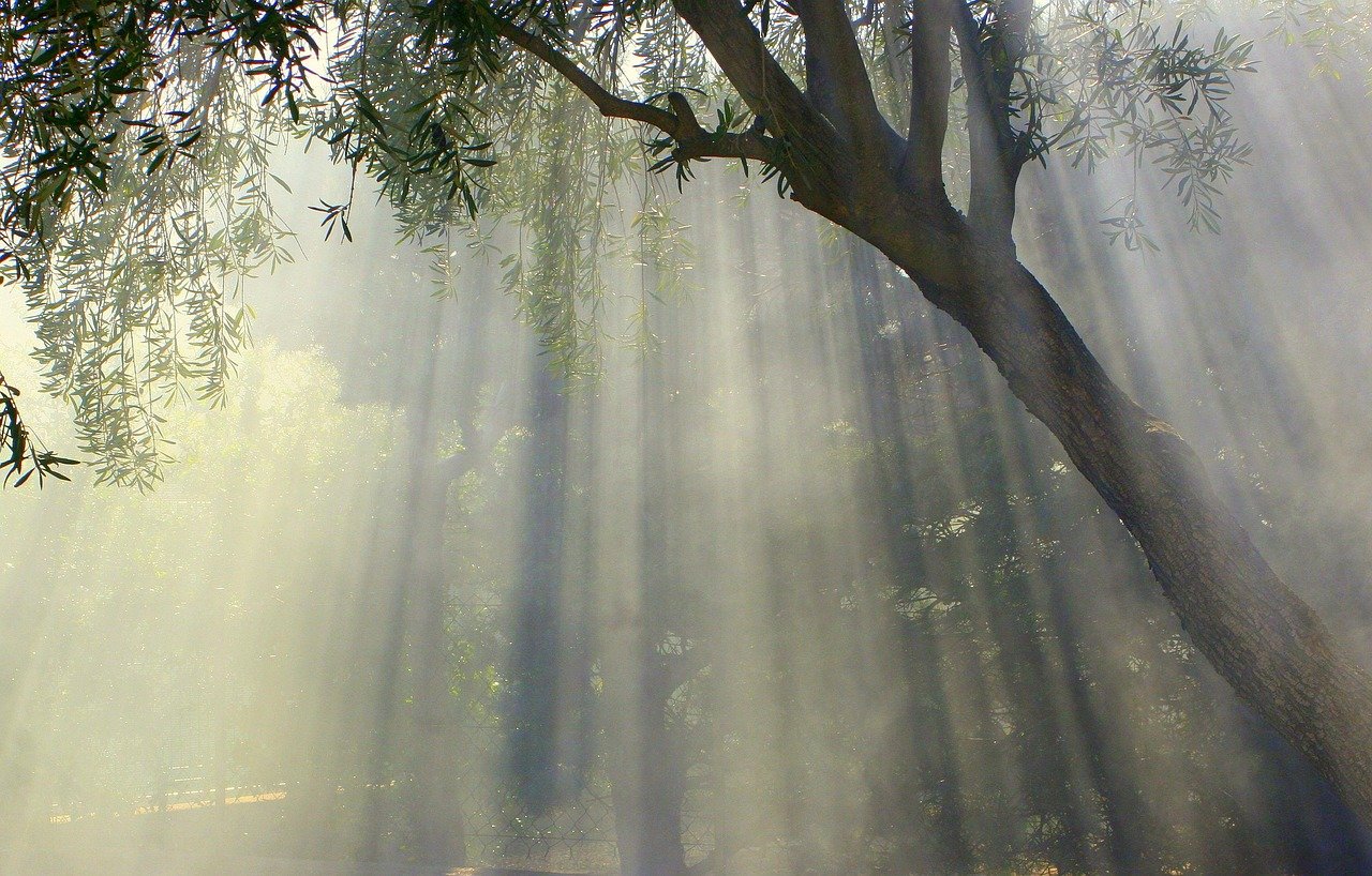 Bosque de oliveiras frondosas iluminadas pelo sol da manhã em vale sereno