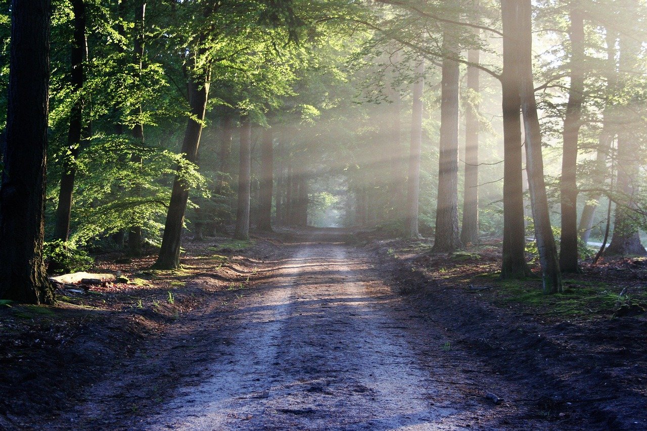Caminho de terra em meio a árvores frondosas iluminado pela luz do sol matinal