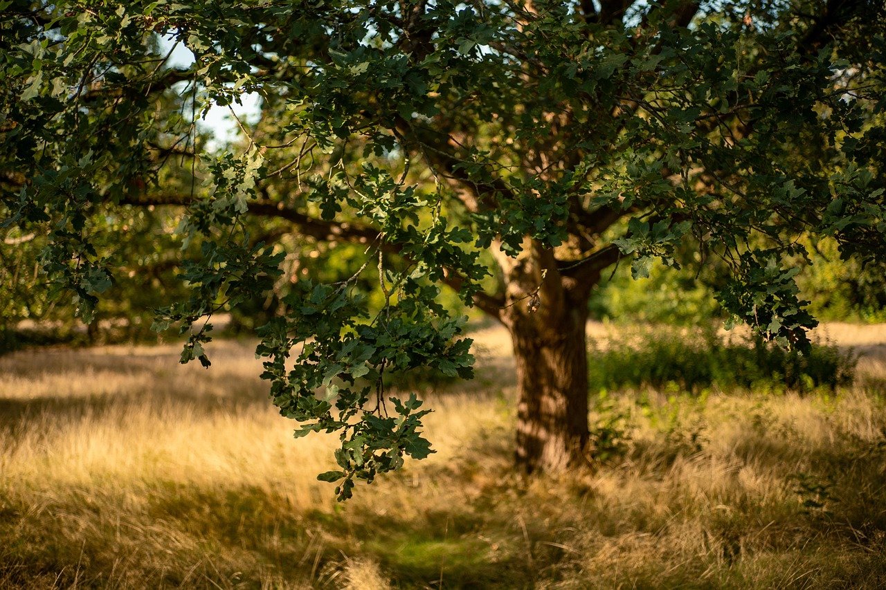Árvore centenária majestosa com raízes profundas sob a luz da alvorada em campina verde