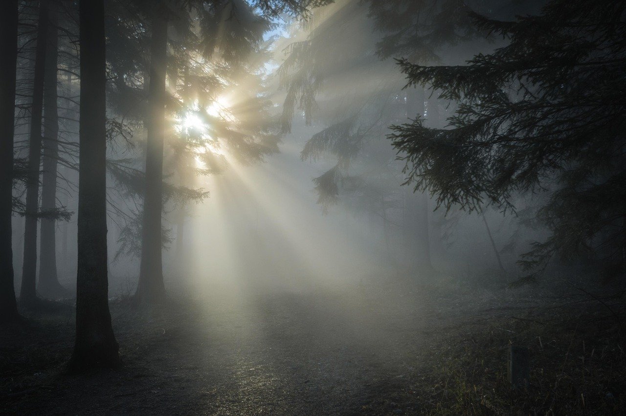 Caminho florido ao sol entre árvores frondosas conduzindo a um horizonte luminoso e sereno