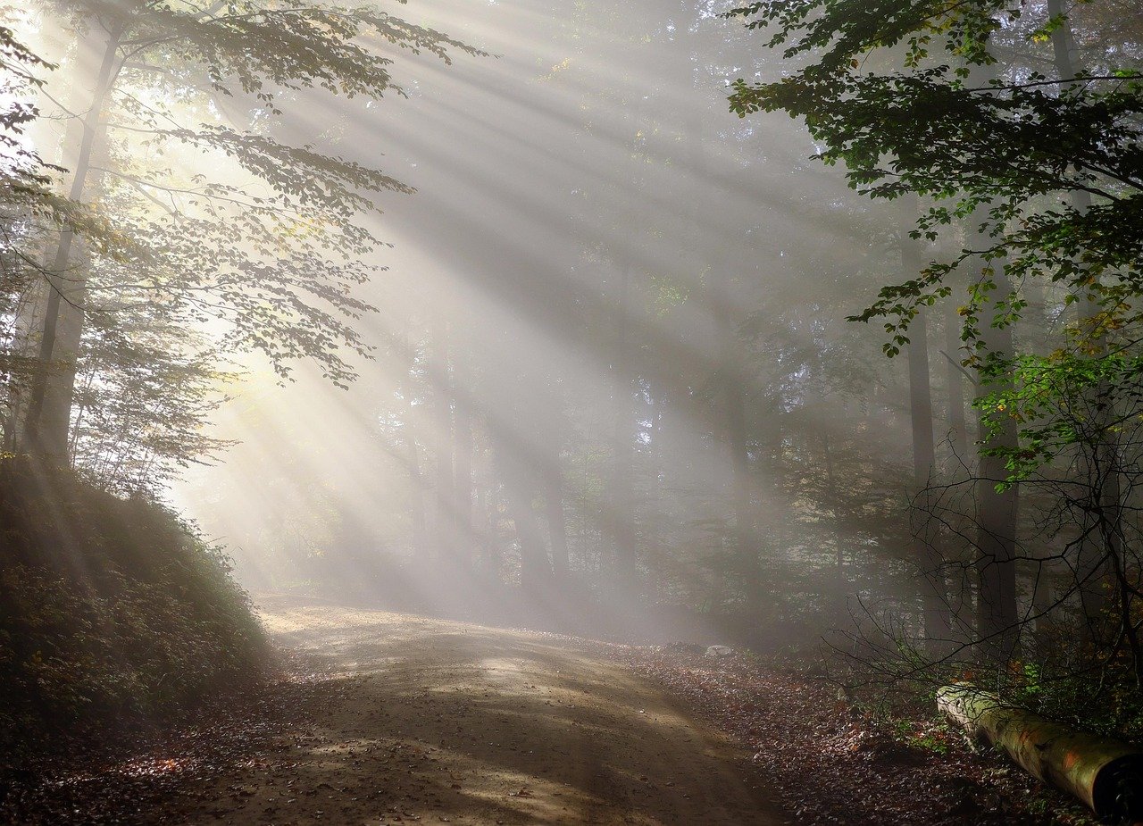 Caminho florido ao sol entre árvores centenárias em bosque pacífico iluminado pela manhã
