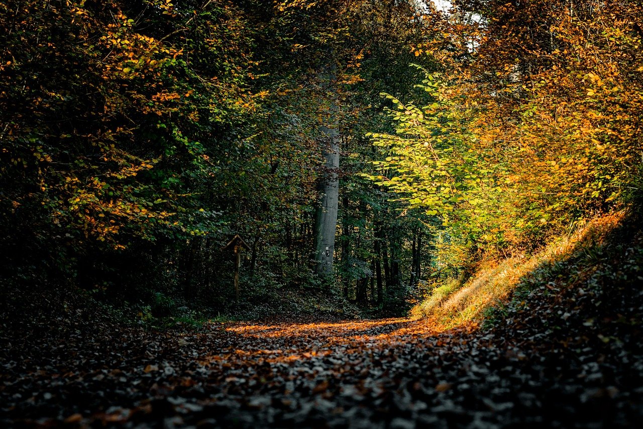 Caminho largo em meio a árvores seculares frondosas iluminado pela luz dourada do entardecer