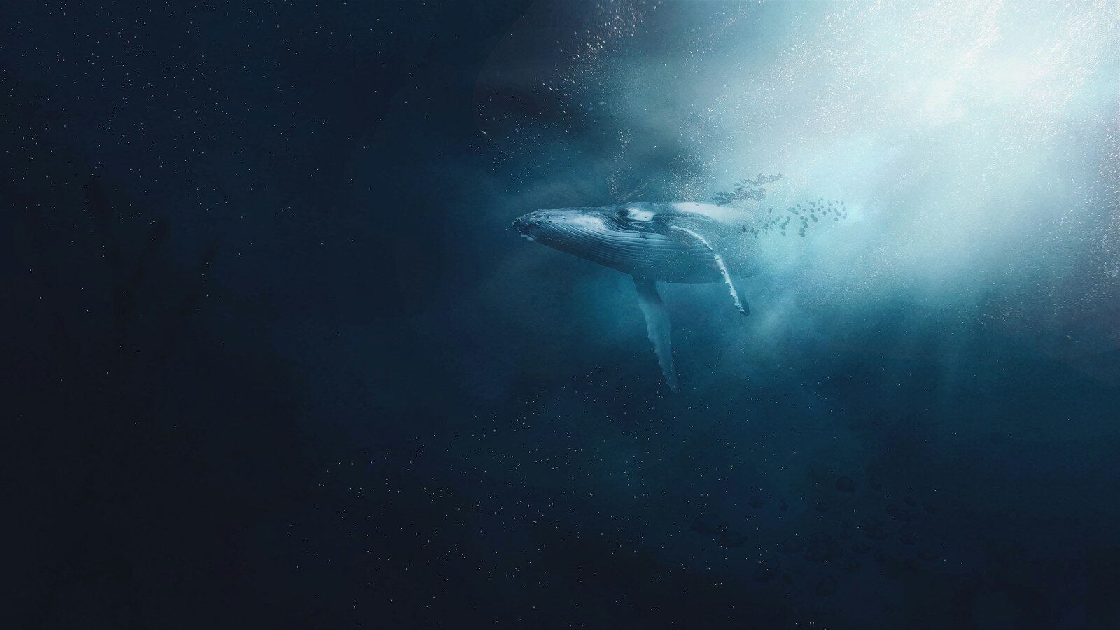 A humpback whale swimming through deep blue water with light filtering from above